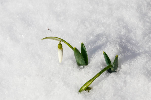 istock White snowdrops in snow. First flowers 1205087216