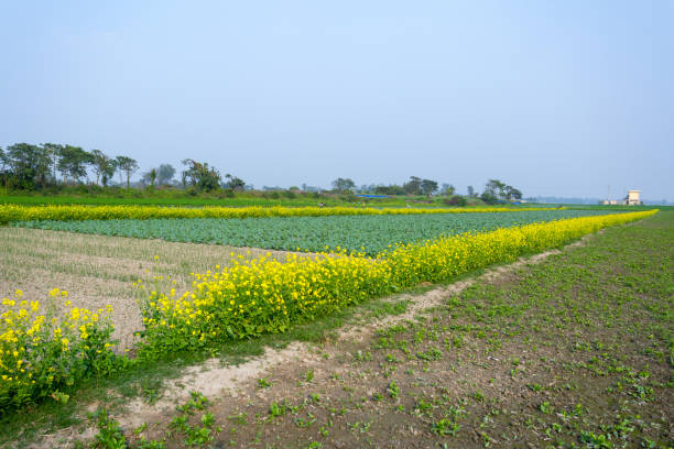 istock Yellow mustard flower fields with green cabbages fields - beautiful winter landscape. 1205087263