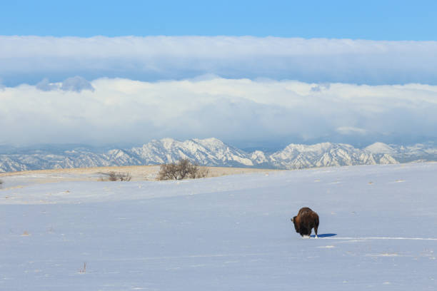 istock American Buffalo walking along the Great Plains 1205087472