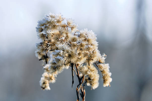 istock Thistle (Carduus) plant beautiful winter natural bokeh background 1205087584