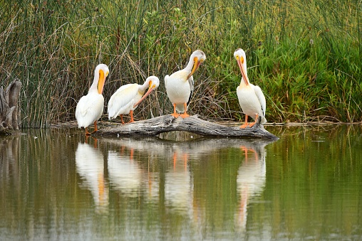 Four American white pelicans preen while standing on a log in Bear River Migratory Bird Refuge, Utah.