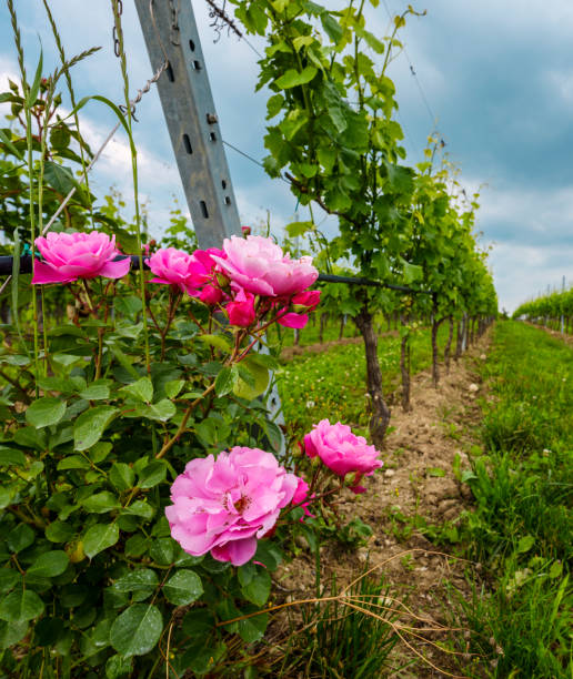 istock Rows of vines with red roses 1205088447