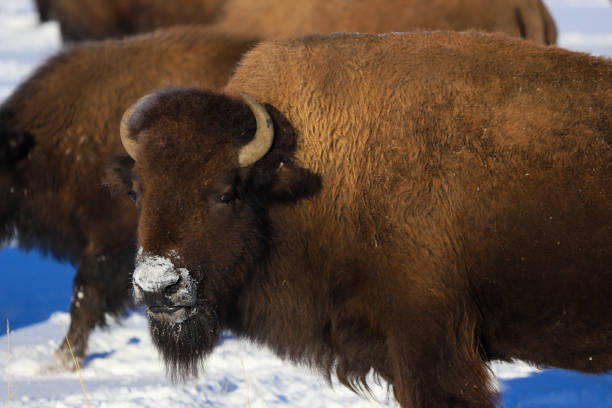 istock American Bison in snow 1205088496