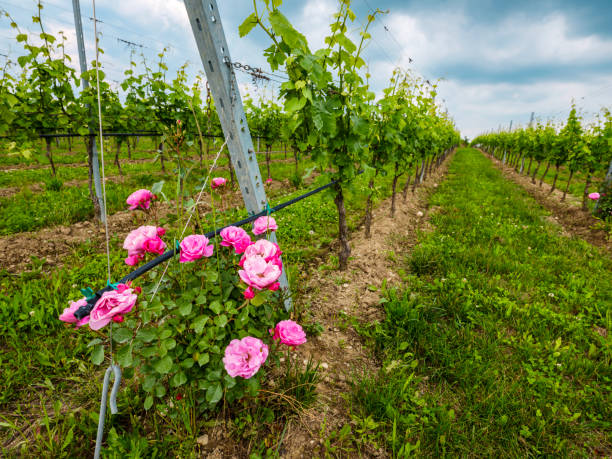 istock Rows of vines with red roses 1205088513