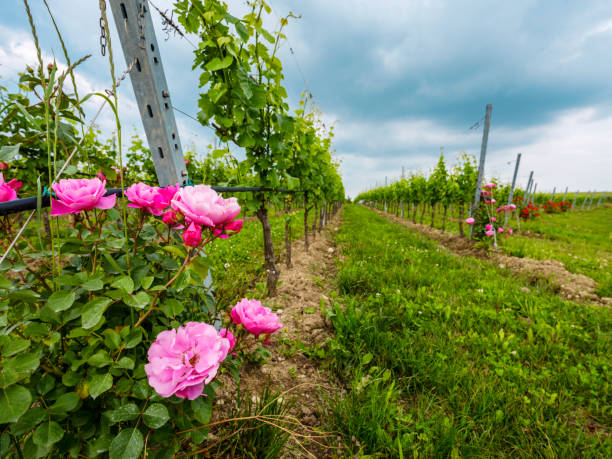istock Rows of vines with red roses 1205088521