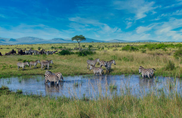 istock Zebras cool off in a pond in the Mora in Kenya 1205088585