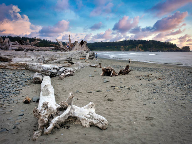 istock Beach Driftwood in the Olympic National Park 1205088617