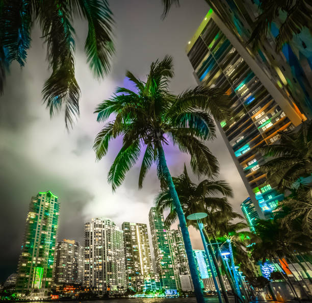 istock Palm trees and skyscrapers in Miami riverwalk 1205091765
