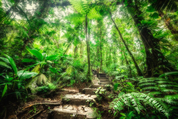 istock Stairway in Guadeloupe jungle 1205092080