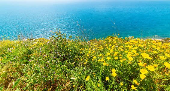 Yellow flowers and blue water in the Sardinian shoreline, Italy