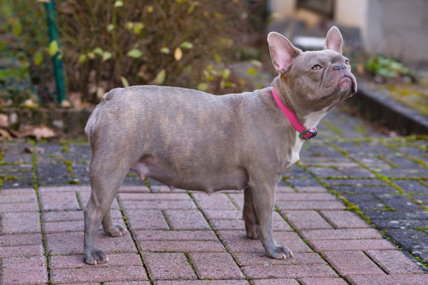 Lilac brindle French Bulldog dog pregnant for 8 weeks with big belly Side view of rare colored lilac brindle French Bulldog dog pregnant for 8 weeks with big belly animal abdomen photos stock pictures, royalty-free photos & images