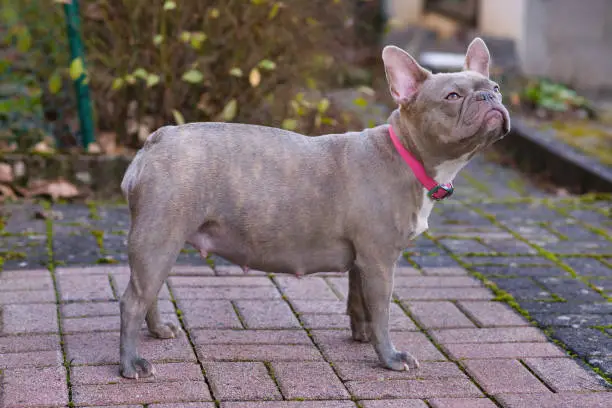 Side view of rare colored lilac brindle French Bulldog dog pregnant for 8 weeks with big belly