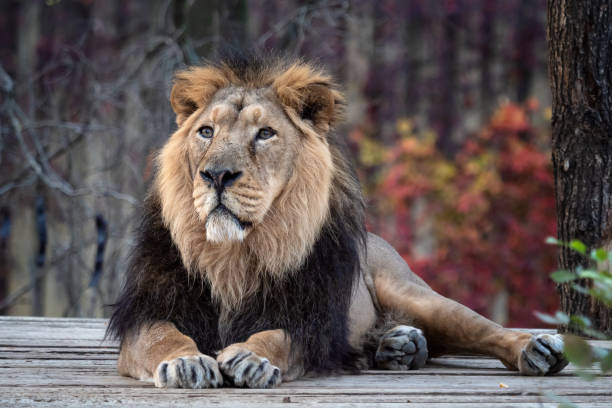 istock Asiatic lion (Panthera leo persica). A critically endangered species. 1205094105