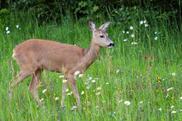 istock Roe deer in forest, Capreolus capreolus. Wild roe deer in nature. 1205094107