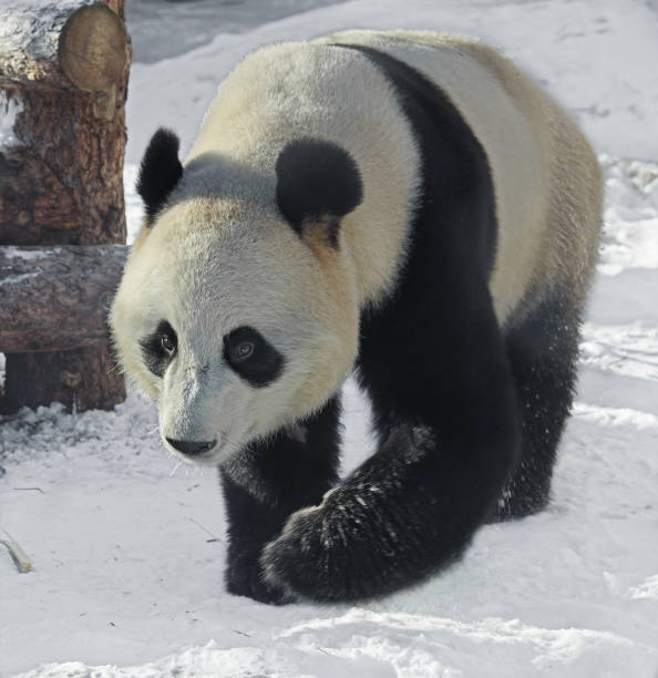 istock Giant panda (Ailuropoda melanoleuca), also known as panda bear or simply panda, on snow 1205094435