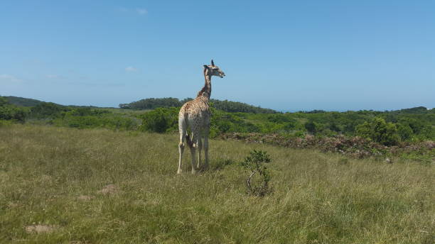 istock Summers Day in South Africa 1205095834