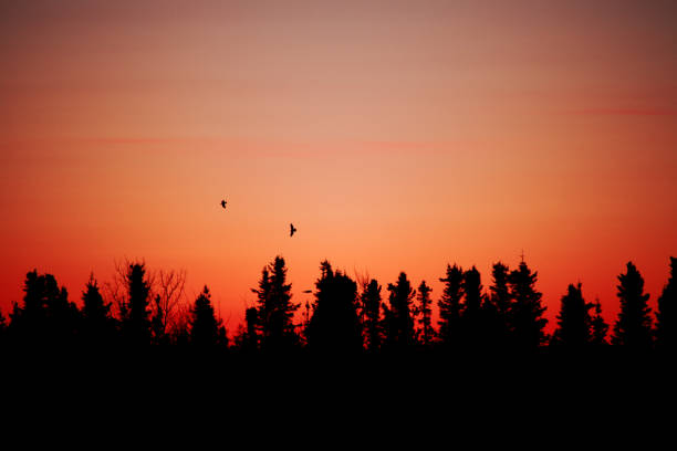 Crows and Spruce Landscape Sunrise Silhouette stock photo