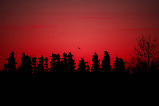 Dramatic Spruce Landscape Sunrise Silhouette stock photo