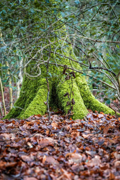 istock Autumn mood in the forest. 1205095925