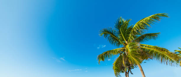 istock Palm tree and clear sky in Guadeloupe 1205097834