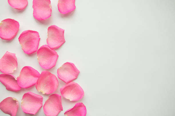 istock Pink rose petals on white background. Valentines Day concept. Copy space for the text 1205099018