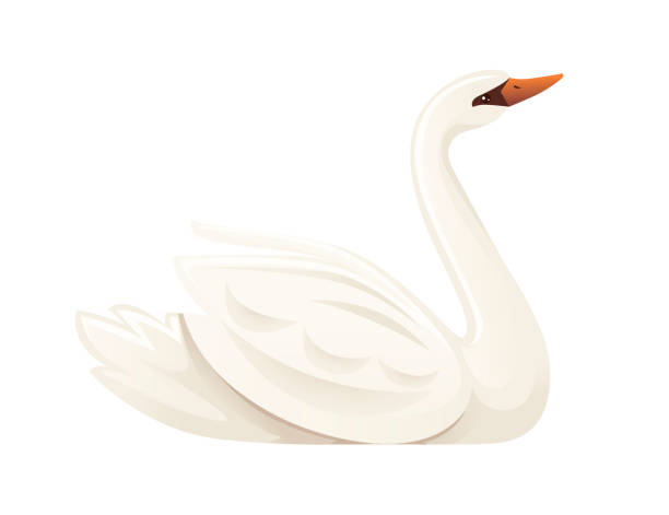 istock White swan largest flying bird swim on water cartoon animal design flat vector illustration isolated on white background 1205099234