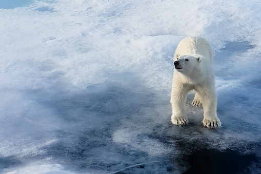 Polar bear on an ice floe. Arctic predator polar bear
