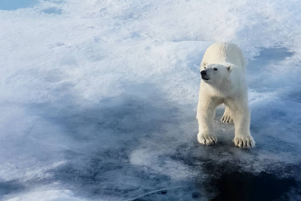 niedźwiedź polarny na lodowej floe. drapieżnik arktyczny - polar bear global warming ice bear zdjęcia i obrazy z banku zdjęć