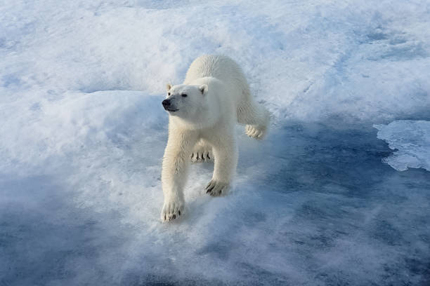 istock Polar bear on an ice floe. Arctic predator 1205100141