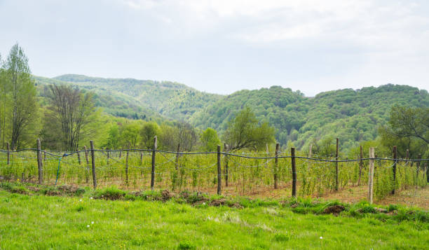 istock Raspberry field on farm in mountain village during nice spring day. 1205100239