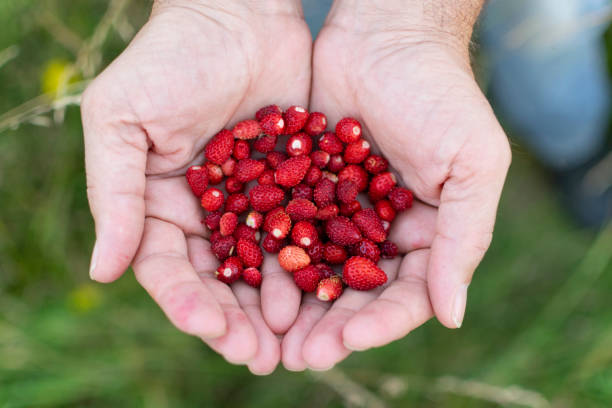 istock Delicious , wild strawberries in human hands. Selective focus 1205100442