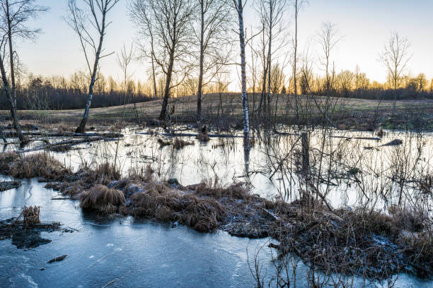 istock forest marshland with dry grass and dead fallen trees, blue water is covered with thin transparent ice, wildlife in early spring after sunset 1205100706