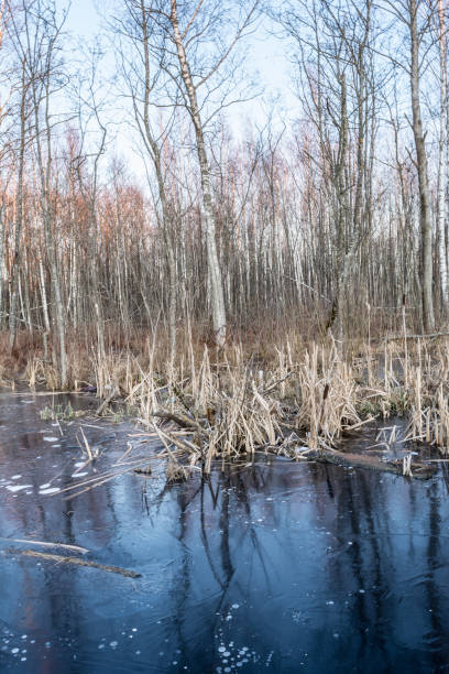 istock forest marshland with dry grass and dead fallen trees, blue water is covered with thin transparent ice, wildlife in early spring after sunset 1205100789