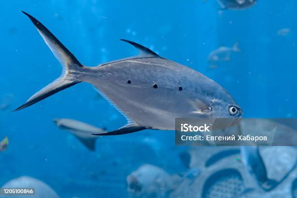 Trachinotus Baillonii Or Small Spotted Dart In Atlantis Sanya Hainan China The Trachinotus Baillonii Is An Indopacific Species Of Pompano In The Family Carangidae Stock Photo - Download Image Now