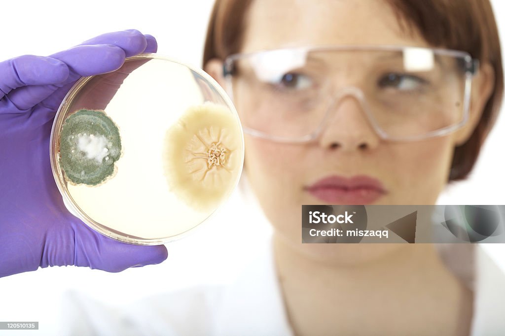Kobieta naukowiec posiada uwagę na płytce Petriego, bacterium - Zbiór zdjęć royalty-free (Agar)