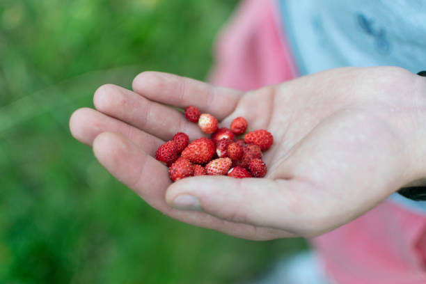 istock Delicious , wild strawberries in human hands. Selective focus 1205104430