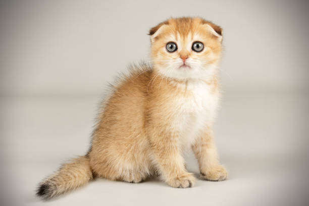 istock Scottish fold shorthair cat on colored backgrounds 1205105349
