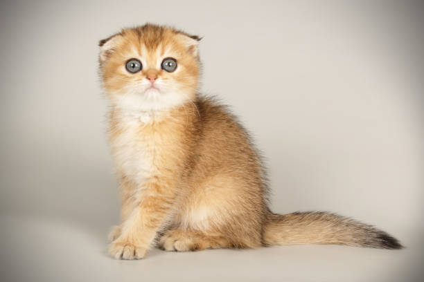 istock Scottish fold shorthair cat on colored backgrounds 1205105350