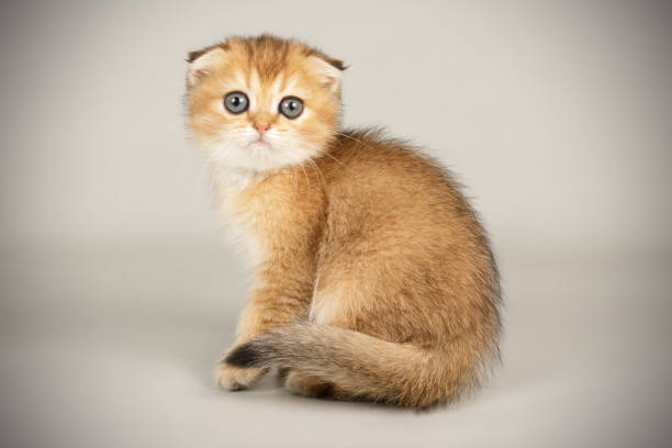 istock Scottish fold shorthair cat on colored backgrounds 1205105351