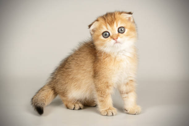 istock Scottish fold shorthair cat on colored backgrounds 1205105352