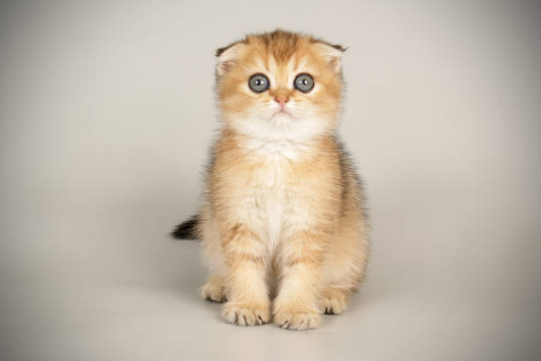 istock Scottish fold shorthair cat on colored backgrounds 1205105354