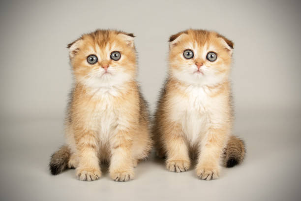 Scottish fold shorthair cat on colored backgrounds