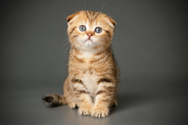 Scottish fold shorthair cat on colored backgrounds