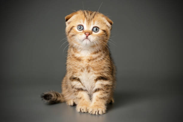 Scottish fold shorthair cat on colored backgrounds Studio photography of a scottish fold shorthair cat on colored backgrounds scottish fold cat photos stock pictures, royalty-free photos & images