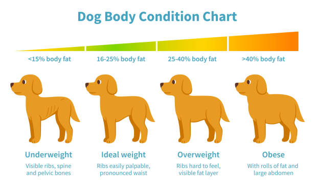 Dog body weight chart Dog body condition chart. Body fat index for underweight, overweight, obese and ideal weight in dogs. Canine health, veterinary infographic illustration in cartoon style. condition stock illustrations