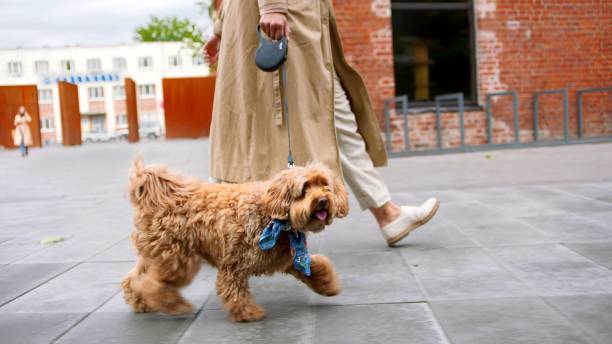 istock A woman is walking her dog 1205107812