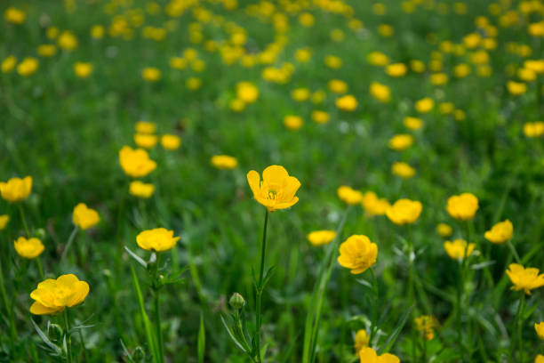 istock Rununculus flowers on green meadow on nice  spring day 1205108154