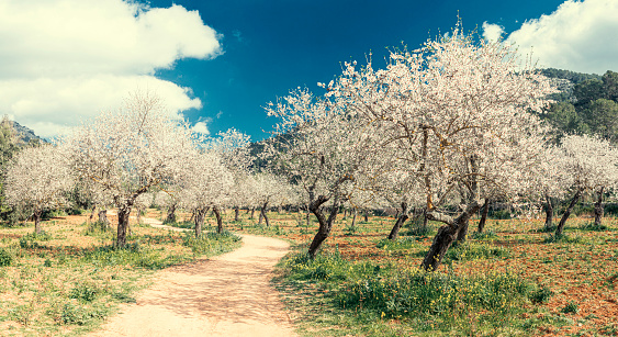 blossoming almond tree landscape in majorca, Spain