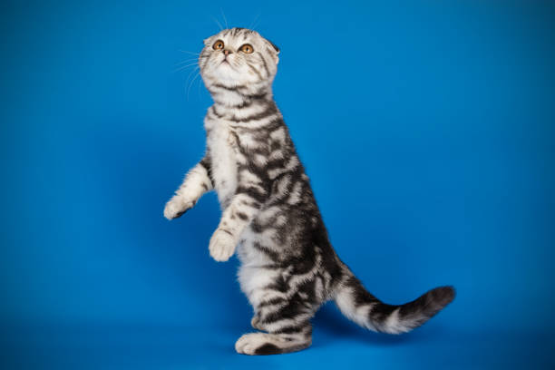 istock Scottish fold shorthair cat on colored backgrounds 1205111048