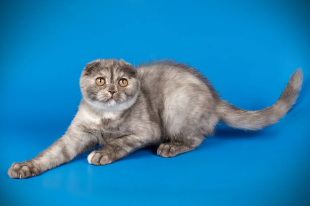 istock Scottish fold shorthair cat on colored backgrounds 1205111064